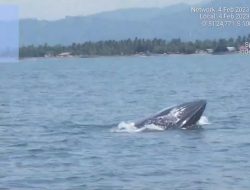 Seekor Paus Muncul di Pantai Pasie Nan Tigo Padang