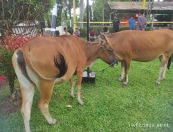 Lagi, Tiga Pelaku Pencurian Ternak di Agam Diringkus Polisi