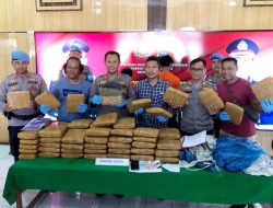 Bravo, Satnarkoba Polres Pariaman berhasil Gagalkan Peredaran 77 Paket Besar Ganja