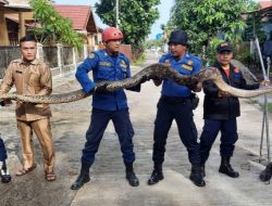 Damkar Padang Evakuasi Ular sepanjang 4 meter