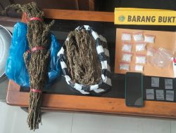 Miliki Ganja Dan Sabu, DPO Lapas Pariaman Ditangkap Tim Opsnal Satresnarkoba Polres Pasaman Barat