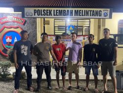 Polsek Lembah Melintang Ringkus Dua Pelaku Pencurian TBS Kelapa Sawit