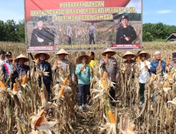 Dukung Ketahanan Pangan, Dansat Brimob Polda Sumbar Pimpin Panen Jagung Di Padang Tujuh