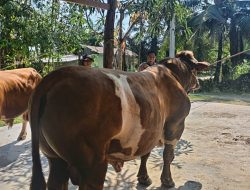 Sapi Milik Bhabinkamtibmas Terpilih Jadi Hewan Kurban Presiden Prabowo di Indragiri Hulu