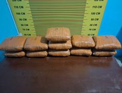 Selamatkan Generasi Muda, Tim Opsnal Satresnarkoba Polres Pasaman Tangkap Tersangka Penyalahguna Narkotika