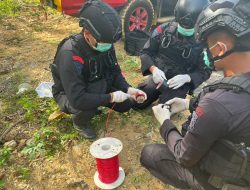 Tim Jibom Satbrimobda Sumbar Amankan dan Disposalkan 262 Detonator Listrik di Pangkalan Koto Baru