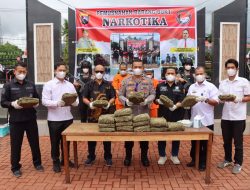 Satresnarkoba Polres Pasaman Musnahkan 20 Paket Ganja
