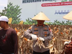 Polres Pasaman Barat Menggelar Panen Raya Jagung Kuartal III Dalam Mendukung Program Swasembada Pangan